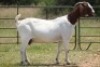 1+2X BOERBOK OOI/EWE S # 762219 - 3