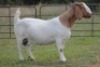 1+1X BOERBOK OOI/EWE S # KR133/126 - 2