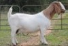 1+1X BOERBOK OOI/EWE S # KR133/126 - 3