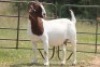 1X BOERBOK OOI/EWE S #190 - 2