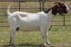 1X BOERBOK OOI/EWE S #190 - 3