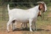 1+2X BOERBOK OOI/EWE S # 197 - 2
