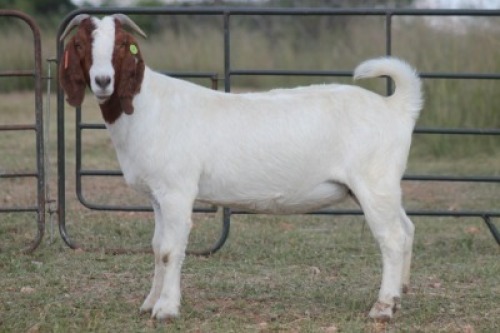 1X BOERBOK OOI/EWE S # KR133/133
