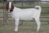 1X BOERBOK OOI/EWE S # KR133/133