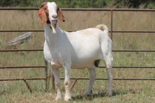1X BOERBOK OOI/EWE S # 11301466