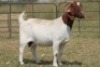 1X BOERBOK OOI/EWE S # 12969659