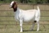 1+1X BOERBOK OOI/EWE S