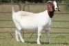 1+1X BOERBOK OOI/EWE S - 2
