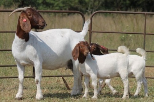 1+2X BOERBOK OOI/EWE S # 156275