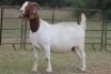 1X BOERBOK OOI/EWE S #129678