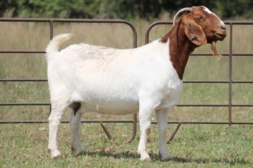 1X BOERBOK OOI/EWE S # 739129