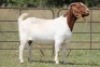 1X BOERBOK OOI/EWE S # 739129