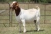 1X BOERBOK OOI/EWE S # 739129 - 2