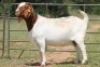 1X BOERBOK OOI/EWE S # 739129 - 3