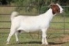 1X BOERBOK OOI/EWE FLOCK