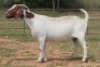 1X BOERBOK OOI/EWE S #7622165