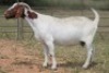 1X BOERBOK OOI/EWE S #7622165 - 2