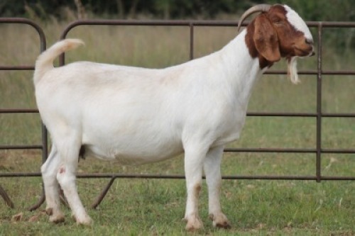 1+1X BOERBOK OOI/EWE S #1520174