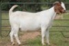 1+1X BOERBOK OOI/EWE S #1520174 - 2