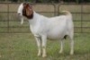 1+1X BOERBOK OOI/EWE S #1520174 - 3