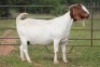 1+1X BOERBOK OOI/EWE S #1520174 - 4