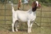 1X BOERBOK OOI/EWE S # 205/102