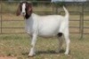 1+1X BOERBOK OOI/EWE S # KR133/141
