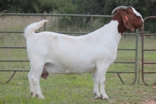 1X BOERBOK OOI/EWE S# KR133/124