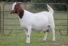 1X BOERBOK OOI/EWE S# KR133/124 - 2