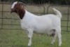 1X BOERBOK OOI/EWE S# KR133/124 - 3