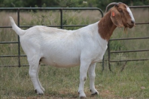 1X BOERBOK OOI/EWE S #191
