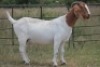 1X BOERBOK OOI/EWE S #191