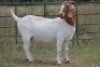 1X BOERBOK OOI/EWE S #191 - 2