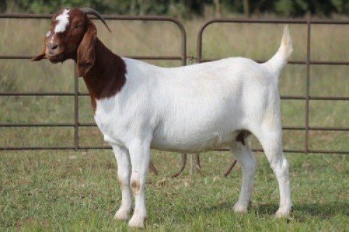 1X BOERBOK OOI/EWE S #1520176