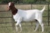 1X BOERBOK OOI/EWE S #1520176 - 2