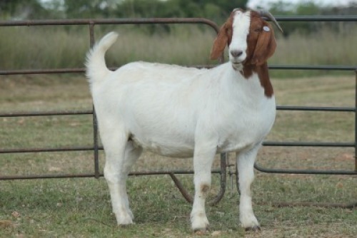 1X BOERBOK OOI/EWE S # KR133/132
