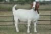 1X BOERBOK OOI/EWE S # KR133/132