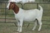 1X BOERBOK OOI/EWE S # KR133/132 - 2