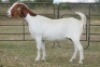 1X BOERBOK OOI/EWE S #152062