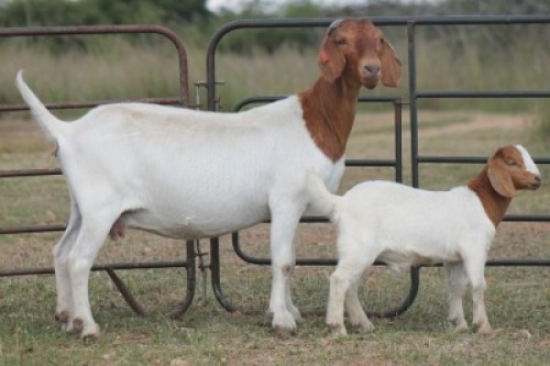 1X BOERBOK OOI/EWE S # 152080