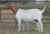 1X BOERBOK OOI/EWE S # 152080 - 2