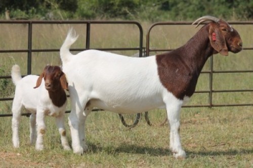 1+1X BOERBOK OOI/EWE S # 194