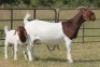 1+1X BOERBOK OOI/EWE S # 194
