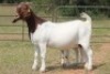 1+1X BOERBOK OOI/EWE S # 194 - 2