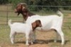 1+1X BOERBOK OOI/EWE S # 194 - 3