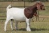 1+1X BOERBOK OOI/EWE S # 194 - 4