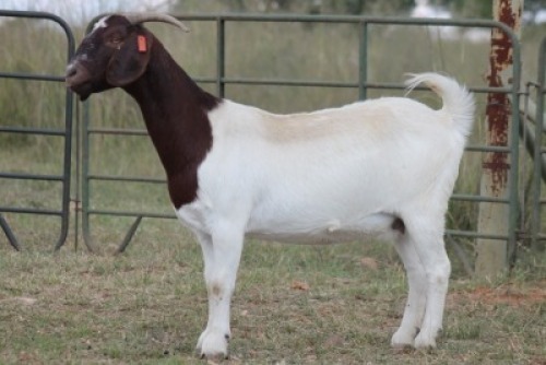 1X BOERBOK OOI/EWE S # KR133/130