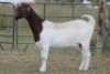 1X BOERBOK OOI/EWE S # KR133/130