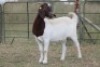 1X BOERBOK OOI/EWE S # KR133/130 - 2