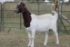 1X BOERBOK OOI/EWE S # KR133/130 - 3